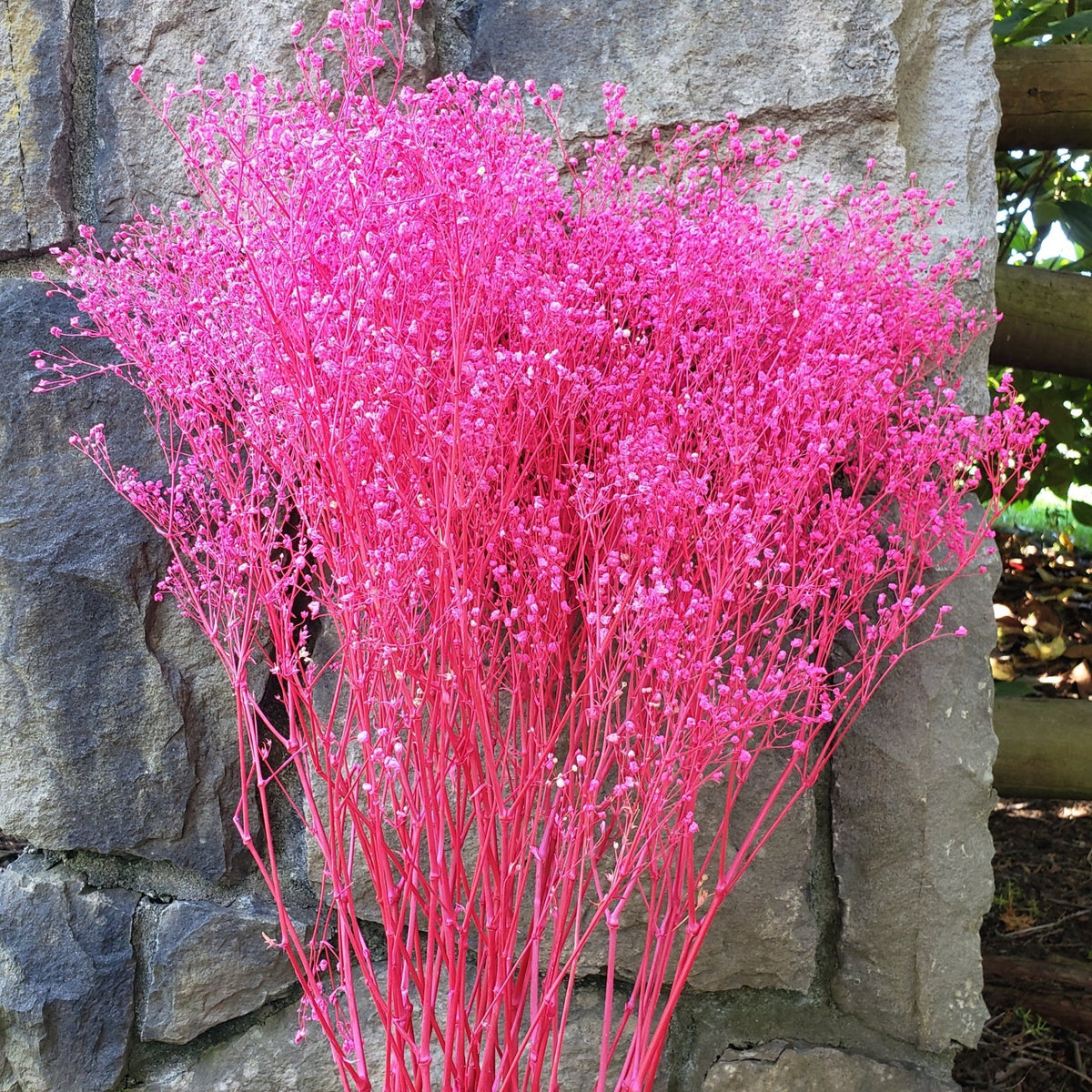 Online Pink Gypsophila Flowers To Buy