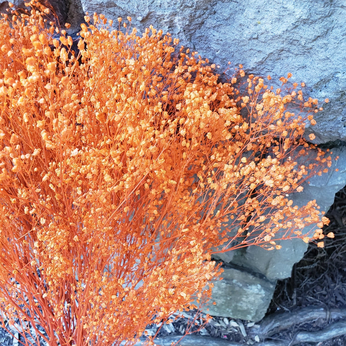 BULK BOX: Preserved Gypsophila, Medium-Large Bloom - Dark Orange