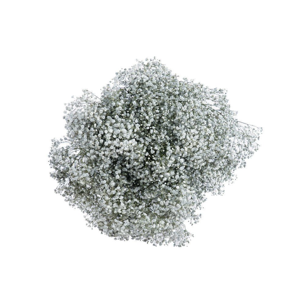 Bulk Fresh Baby's Breath, Gypsophila Gray Sparkle (25 bulk stems