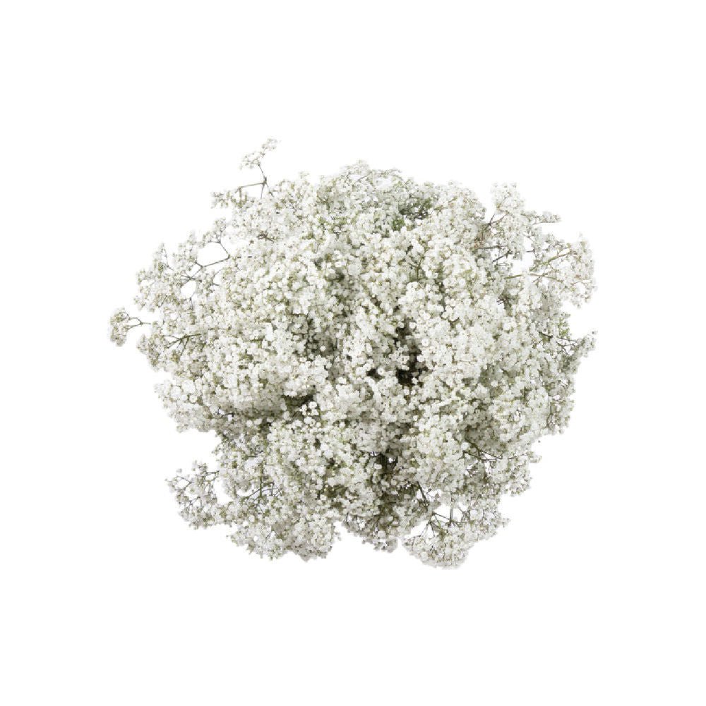Bulk Fresh Baby's Breath, Gypsophila MiniSmall Stardust Bloom (25 b