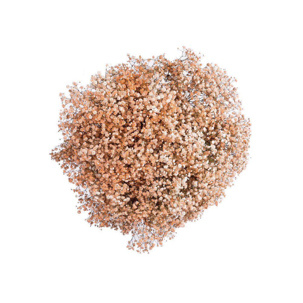 Bulk Fresh Baby's Breath, Gypsophila Orange (25 bulk stems) BLOOMINGFUL