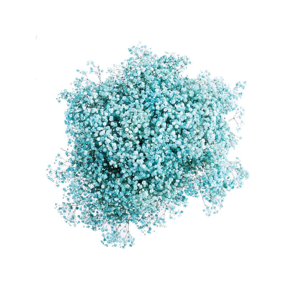 Bulk Fresh Baby's Breath, Gypsophila Turquoise (25 bulk stems