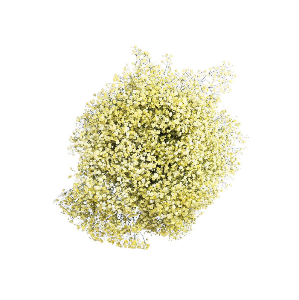 Bulk Fresh Baby's Breath, Gypsophila Yellow (25 bulk stems