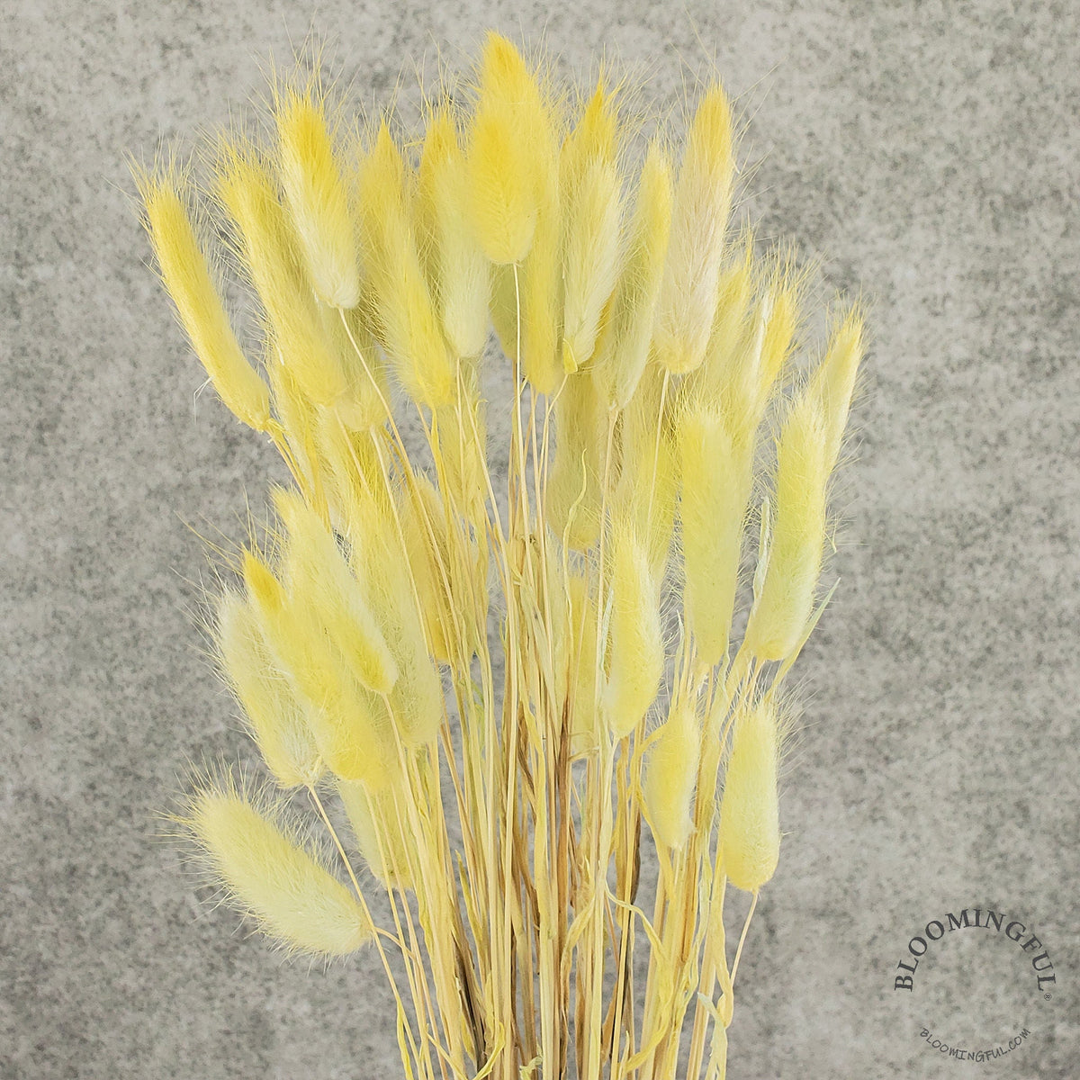 Dried Bunny Tails Light Yellow (025)