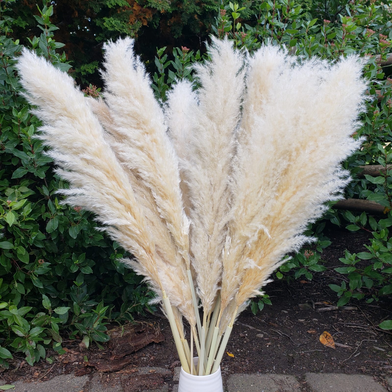 X-Large Dried Pampas Grass (3ft), Large Fluffy Plume - Natural Beige, Camel - BLOOMINGFUL - wedding, event, decor, gift, bouquet, arrangement, bridal, garland, fresh dried preserved artificial silk, birthday housewarming foliage