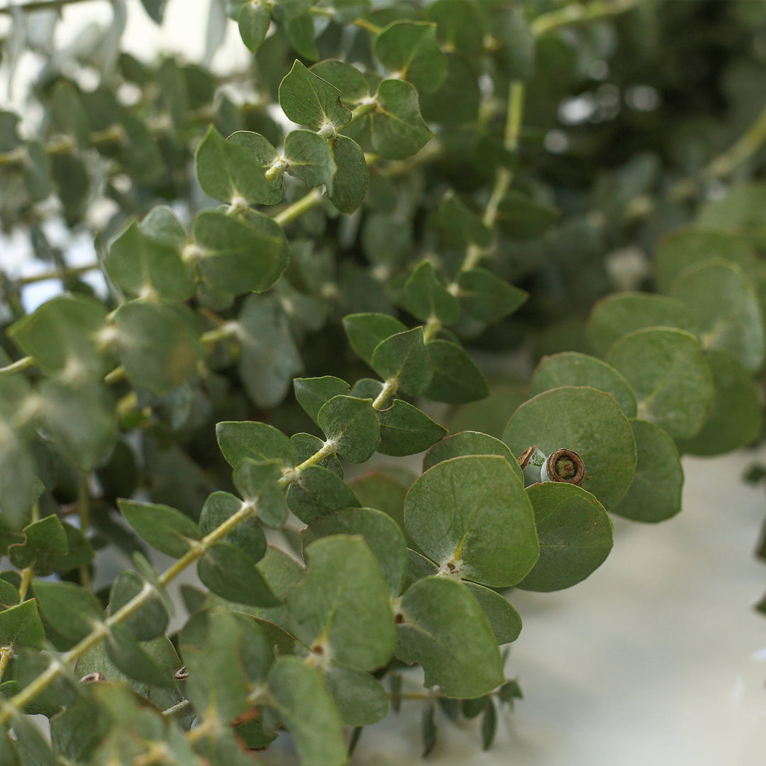 Does Fresh Eucalyptus Have a Scent? What to Know