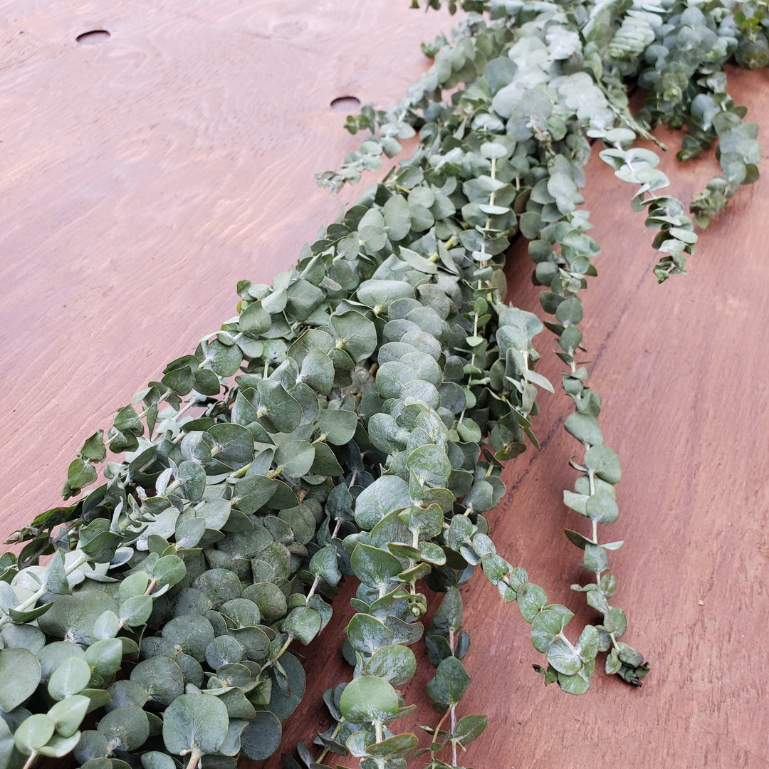 Fresh baby blue eucalyptus garland ready to be unpacked and inspected