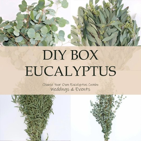 Fresh Eucalyptus Guide: Silver Dollar, Seeded, and Baby Blue