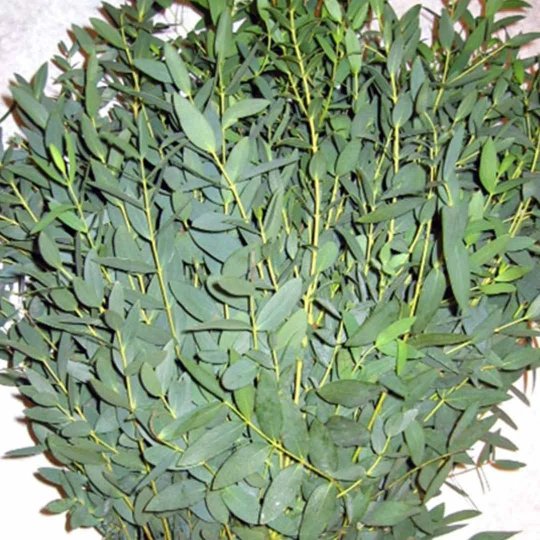 Fresh parvifolia eucalyptus stems suited to small centerpiece work