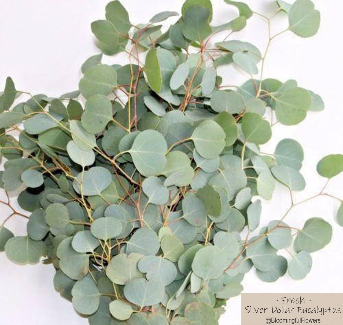Fresh vs. Preserved Eucalyptus: Which Should You Choose?