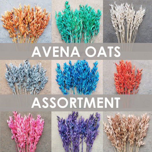 Avena Oats