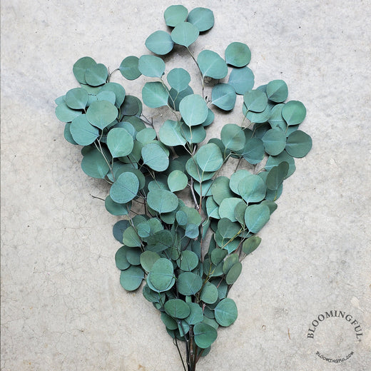 Eucalyptus