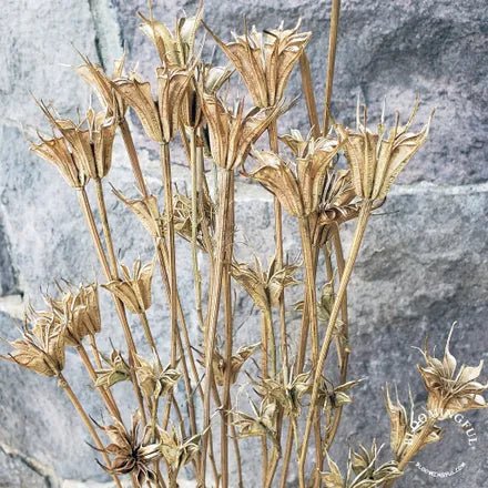 Gold - BLOOMINGFUL
