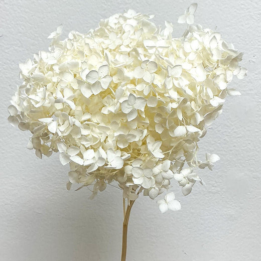 Hydrangeas