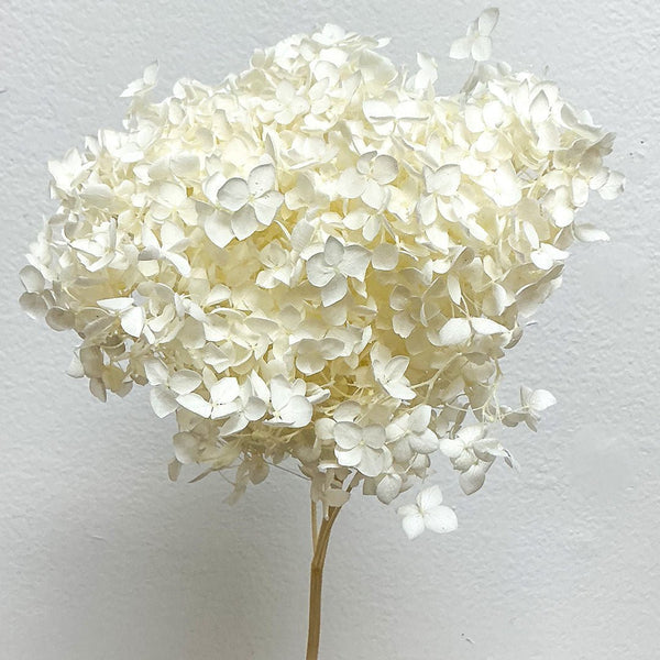 Hydrangeas