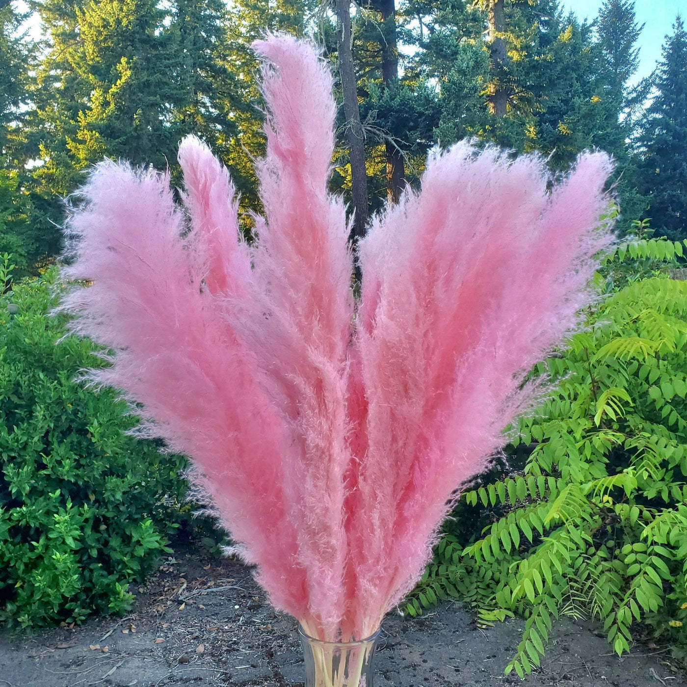 Tall natural pampas grass available during the Coneflower Designs wholesale event