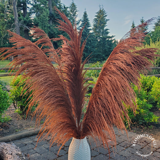 Tall Silky Pampas