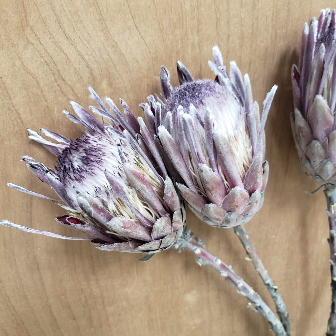 Protea - BLOOMINGFUL