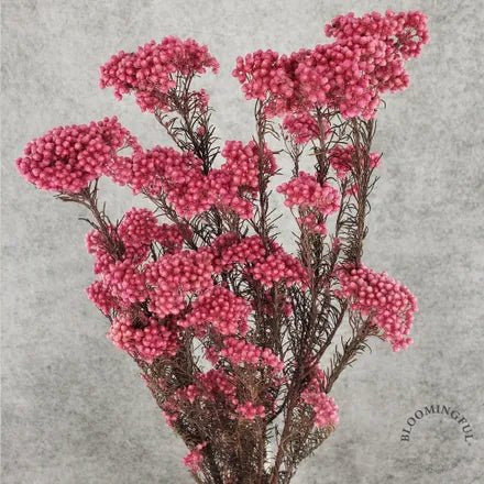 Rice Flowers