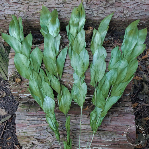 Ruscus