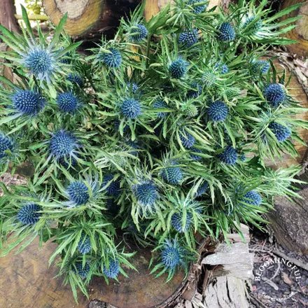Thistles + Echinops