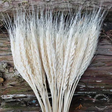 Wheat