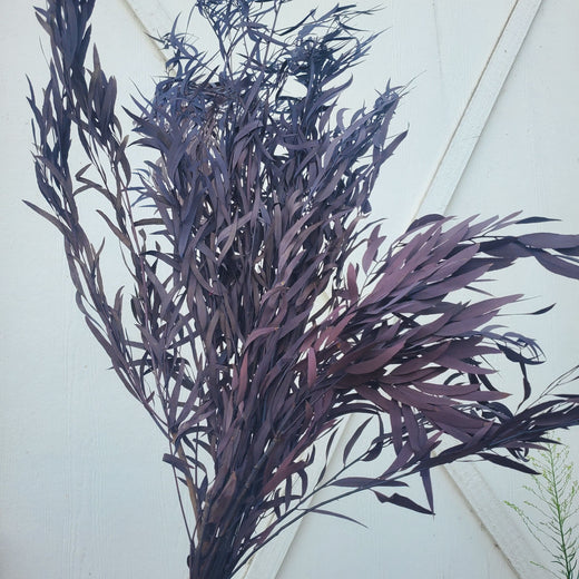 Agonis
