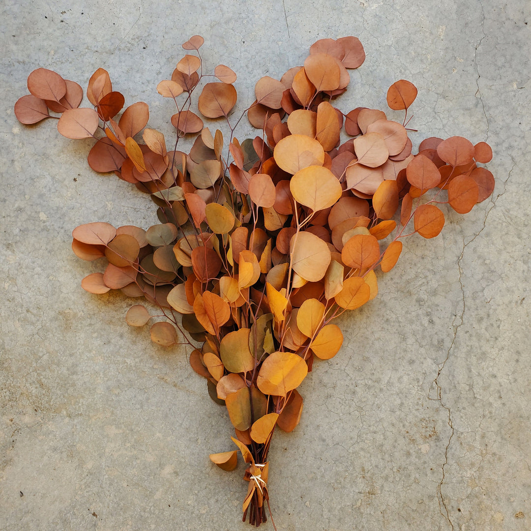 Preserved Silver Dollar Eucalyptus - Camel Brown (8oz, washed)