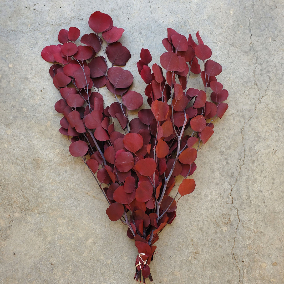 Preserved Silver Dollar Eucalyptus - Burgundy Red (8oz, washed)