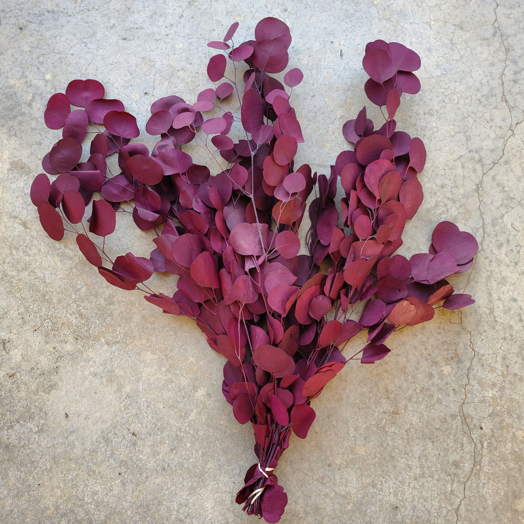 Preserved Silver Dollar Eucalyptus - Burgundy Plum (8oz, washed)