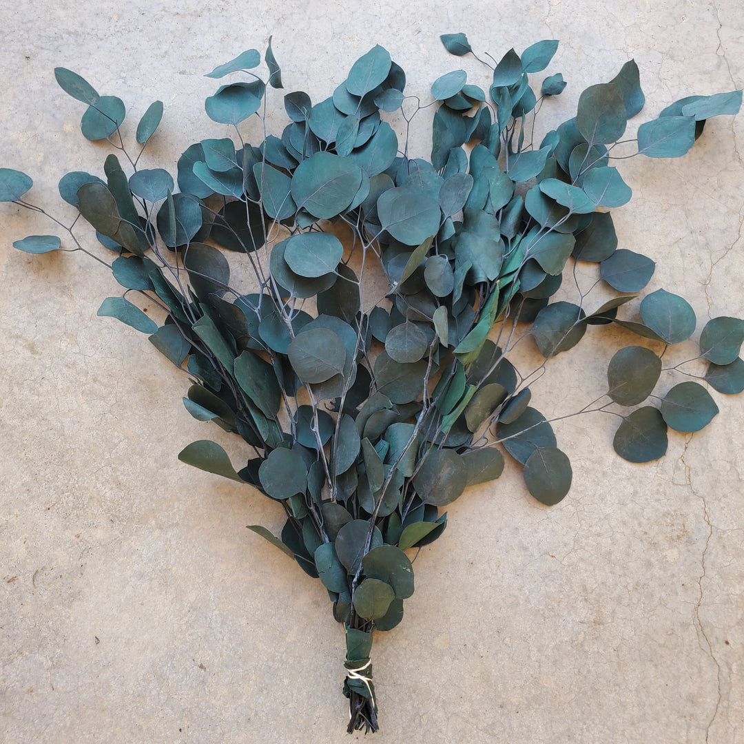 Preserved Silver Dollar Eucalyptus - Green-Blue (8oz, washed)