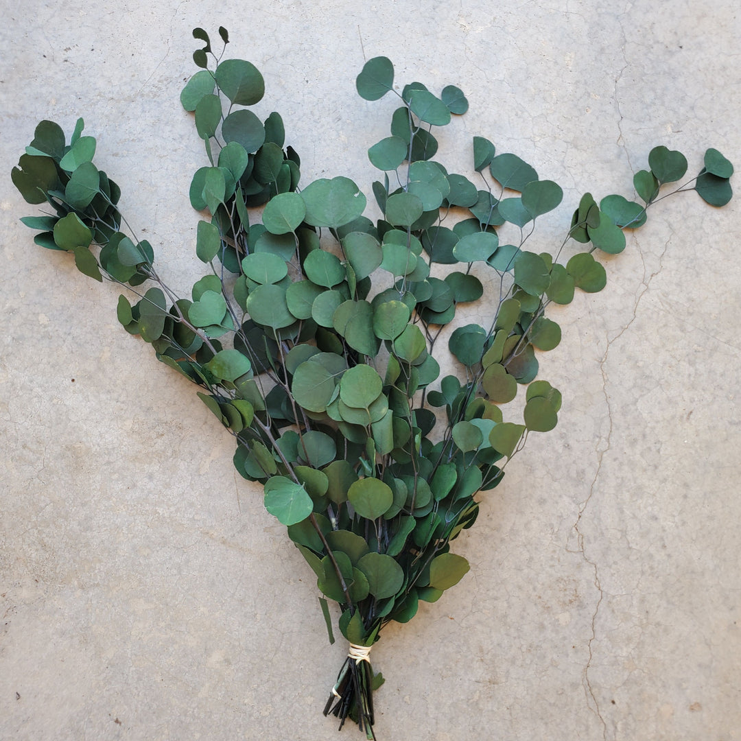 Preserved Silver Dollar Eucalyptus - Green (8oz, washed)
