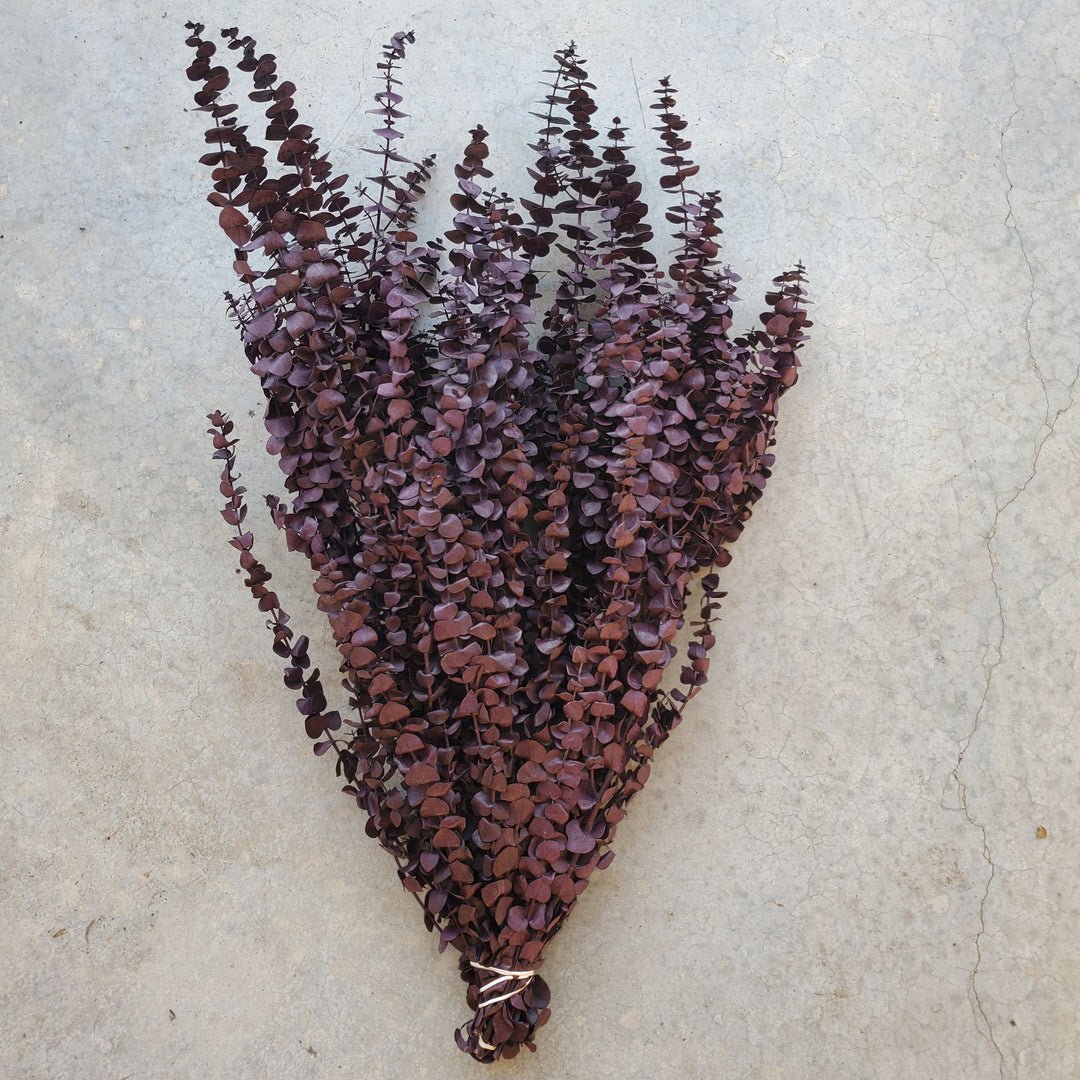 Preserved Baby Eucalyptus - Burgundy Plum (16oz, washed)