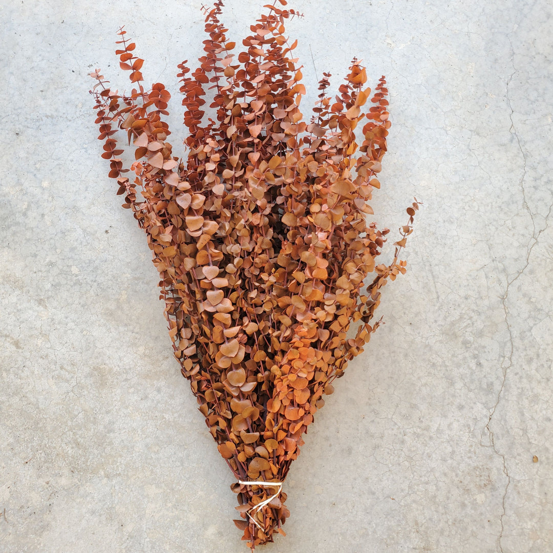 Preserved Baby Eucalyptus - Terracotta Orange (16oz, washed)