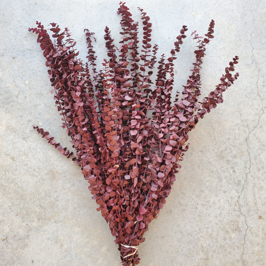 Preserved Baby Eucalyptus - Burgundy Red (16oz, washed)