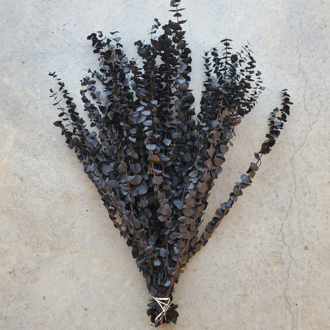Preserved Baby Eucalyptus - Black (16oz, washed)