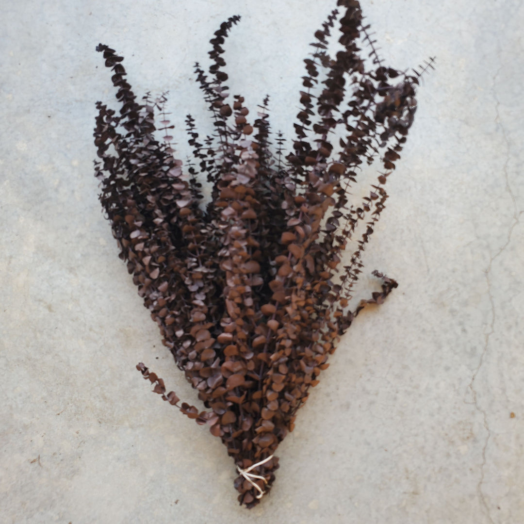 Preserved Baby Eucalyptus - Chocolate Brown (16oz, washed)