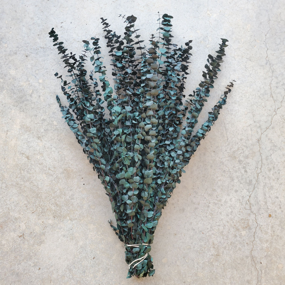 Preserved Baby Eucalyptus - Green-Blue (16oz, washed)