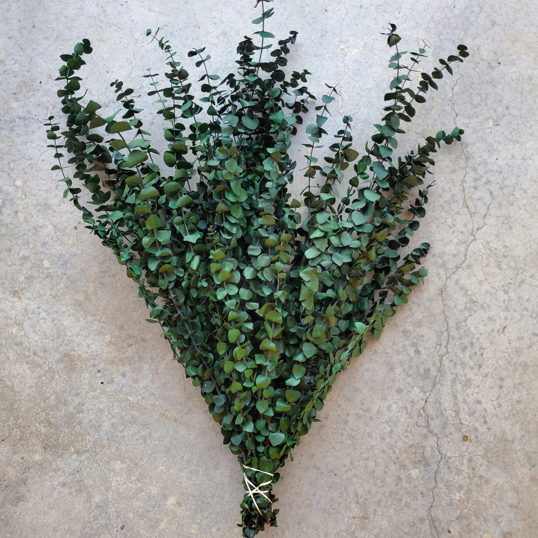 Preserved Baby Eucalyptus - Green (16oz, washed)