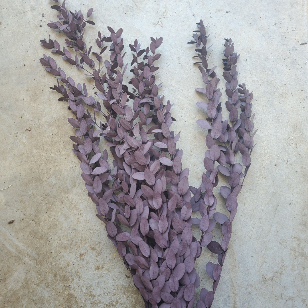 Preserved Parvifolia Eucalyptus - Moody Purple