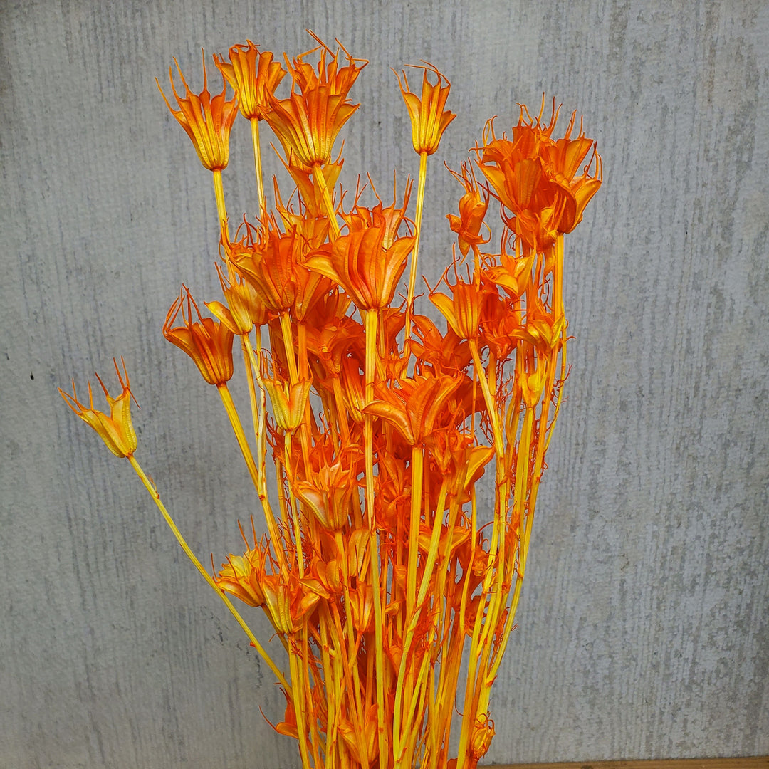 Dried Nigella - Pumpkin Orange (030)
