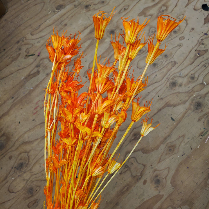Dried Nigella - Pumpkin Orange (030)