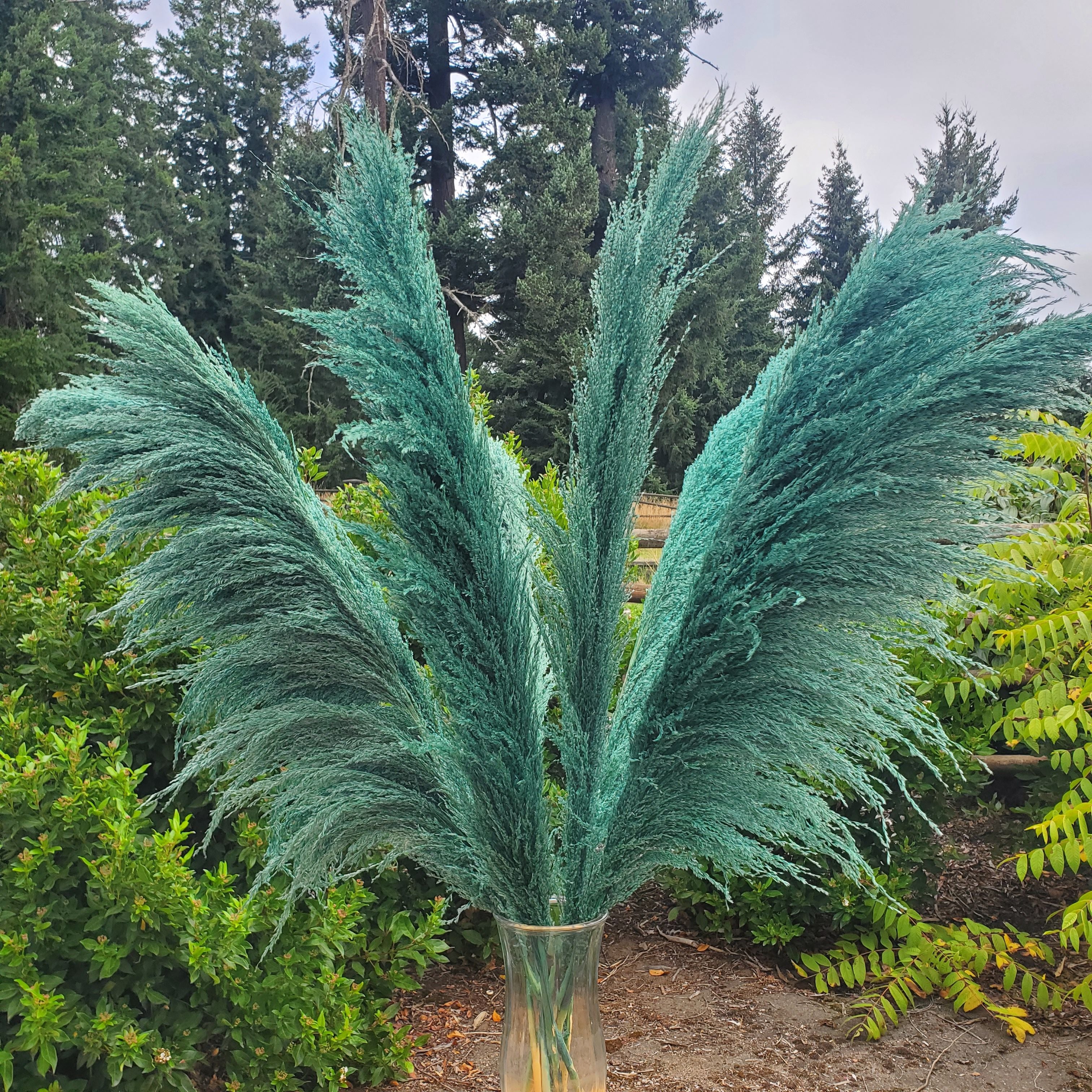 No-Shed Silky Large Pampas (3-4ft) - Teal Emerald (705)