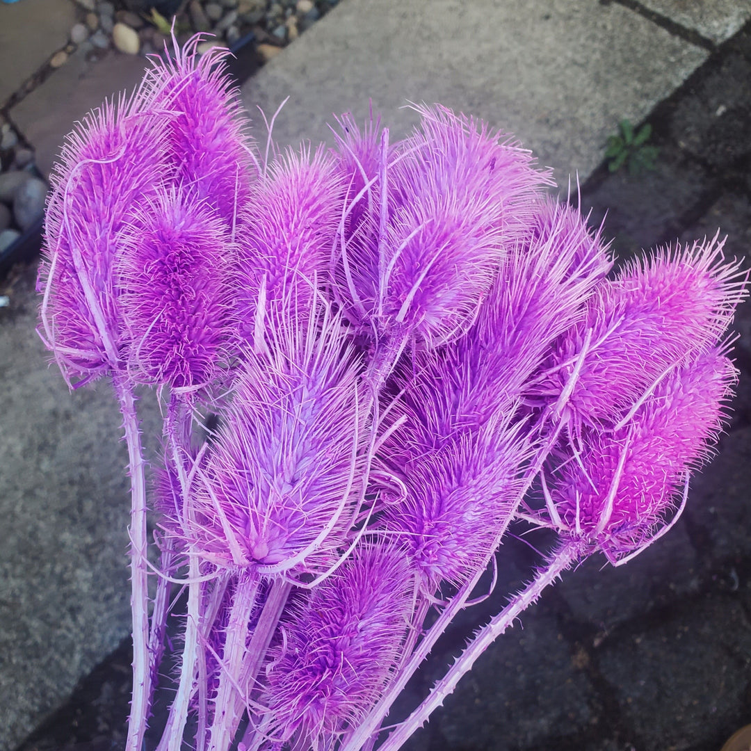 Preserved Thistle - Unicorn Purple (020)