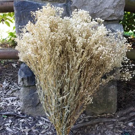 BULK BOX: Preserved Gypsophila, Medium - to - Large Bloom (Standard) - Cream, Ivory, Champagne (14 - 16oz, 35 - 50 stems) - BLOOMINGFUL.COM - wedding, event, decor, gift, bouquet, arrangement, bridal, garland, fresh dried preserved artificial silk, birthday housewarming foliage