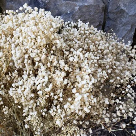 BULK BOX: Preserved Gypsophila, Medium - to - Large Bloom (Standard) - Cream, Ivory, Champagne (14 - 16oz, 35 - 50 stems) - BLOOMINGFUL.COM - wedding, event, decor, gift, bouquet, arrangement, bridal, garland, fresh dried preserved artificial silk, birthday housewarming foliage