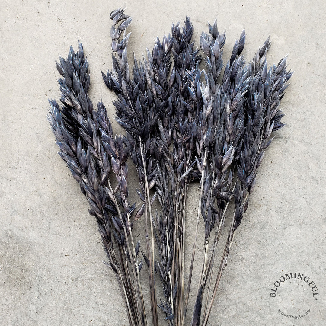 Dried Avena Oat Flowers - Dark Gray-Black (001) - BLOOMINGFUL.COM - wedding, event, decor, gift, bouquet, arrangement, bridal, garland, fresh dried preserved artificial silk, birthday housewarming foliage