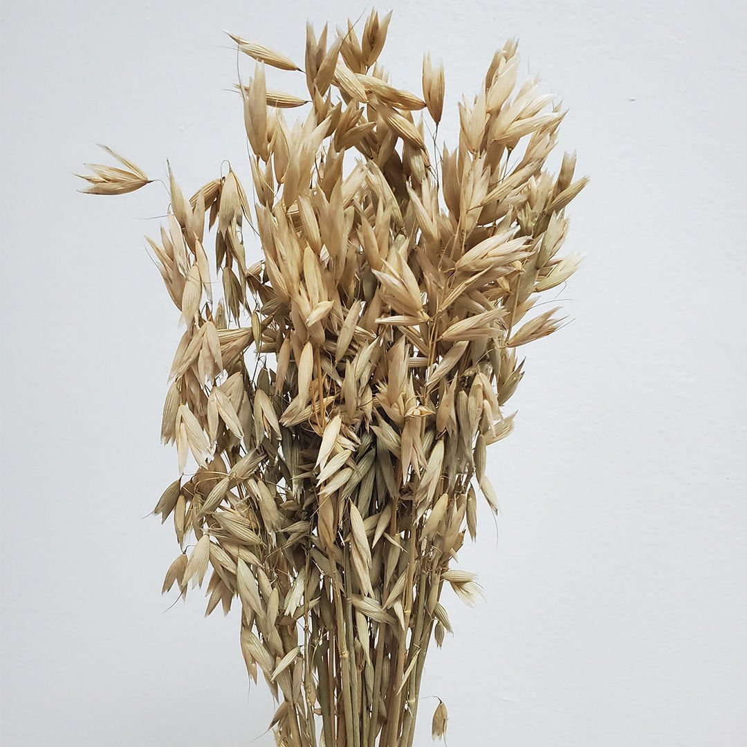 Dried Avena Oat Flowers - Natural (102) - BLOOMINGFUL.COM - wedding, event, decor, gift, bouquet, arrangement, bridal, garland, fresh dried preserved artificial silk, birthday housewarming foliage