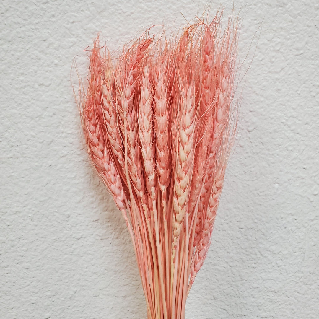Dried Bearded Wheat - Antique Pink (013) - BLOOMINGFUL.COM - wedding, event, decor, gift, bouquet, arrangement, bridal, garland, fresh dried preserved artificial silk, birthday housewarming foliage