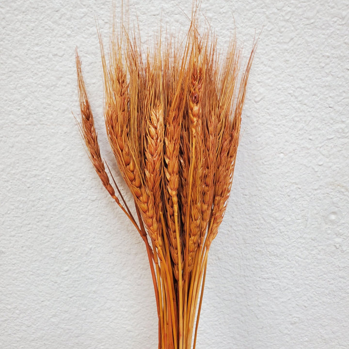 Dried Bearded Wheat - Terracotta Orange (011) - BLOOMINGFUL.COM - wedding, event, decor, gift, bouquet, arrangement, bridal, garland, fresh dried preserved artificial silk, birthday housewarming foliage